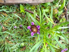 Prunella vulgaris