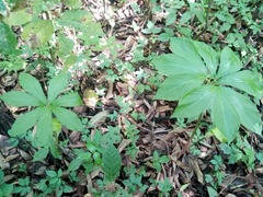 Arisaema macrospathum
