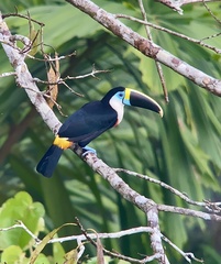 White-Throated Toucan photo 5