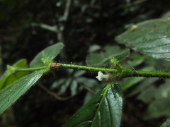 Lasianthus jackianus