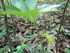 Arisaema macrospathum
