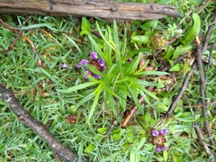 Prunella vulgaris