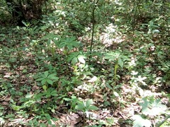 Arisaema macrospathum