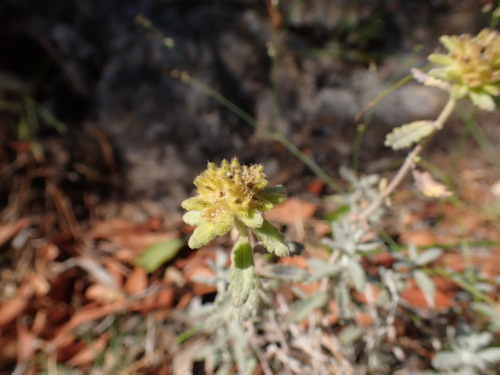 Image of Teucrium aureum by (c) Franck Cabot, some rights reserved (CC BY)