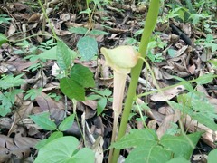 Arisaema macrospathum