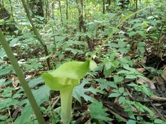 Arisaema macrospathum