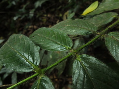 Lasianthus jackianus