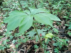 Arisaema macrospathum