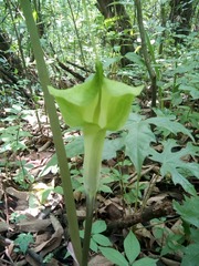 Arisaema macrospathum