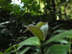 Lasianthus jackianus