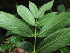 Lasianthus jackianus