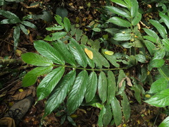 Lasianthus jackianus
