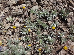 Raillardella argentea