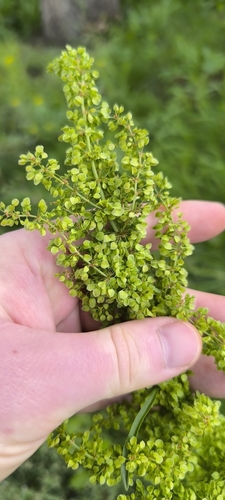 Image of Rumex pseudonatronatus by (c) Yurii Basov, some rights reserved (CC BY)