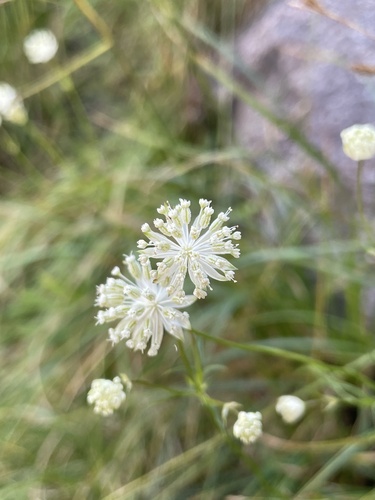 Image of Astrantia minor by (c) Daniele Giugia, some rights reserved (CC BY)