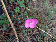 Oenothera deserticola
