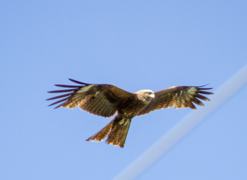 Black Kite