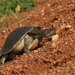 Northern Australian Snapping Turtle - Photo (c) John Sullivan, some rights reserved (CC BY-NC), uploaded by John Sullivan