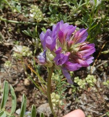 Astragalus laxmannii