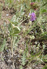 Astragalus laxmannii