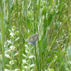 Euphilotes ancilla