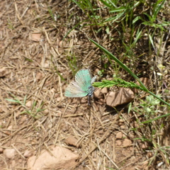 Callophrys affinis
