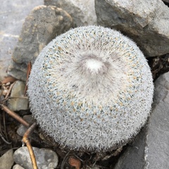 Epithelantha greggii