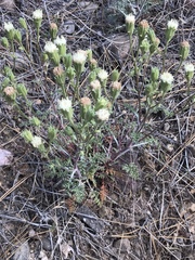 Chaenactis douglasii