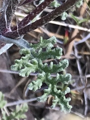 Chaenactis douglasii