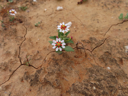 Image of Zaluzianskya pumila by (c) linkie, some rights reserved (CC BY)