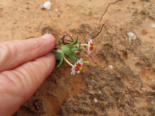 Image of Zaluzianskya pumila by (c) linkie, some rights reserved (CC BY)