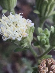 Chaenactis douglasii