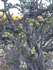 Cylindropuntia thurberi versicolor