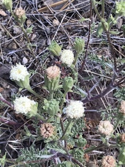 Chaenactis douglasii