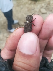 Sesaspis denticulata