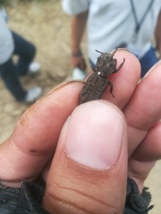 Sesaspis denticulata