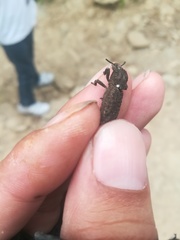 Sesaspis denticulata