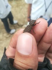 Sesaspis denticulata