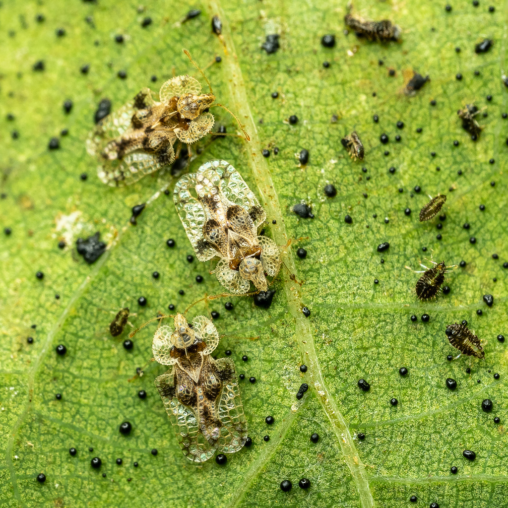 oak lace bug