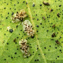 Oak lace bug