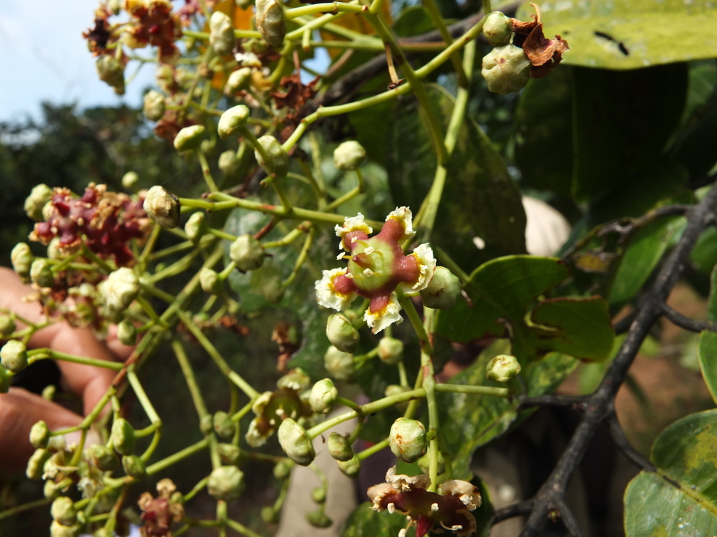 Ba Khia (Lophopetalum wightianum)