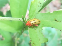 Disonycha stenosticha