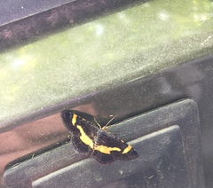 Heliomata infulata