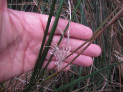 Juncus procerus
