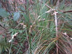 Juncus procerus