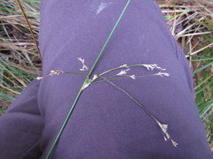 Juncus procerus