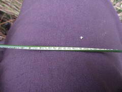 Juncus procerus