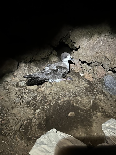 Pterodroma phaeopygia observed 2024-08-27