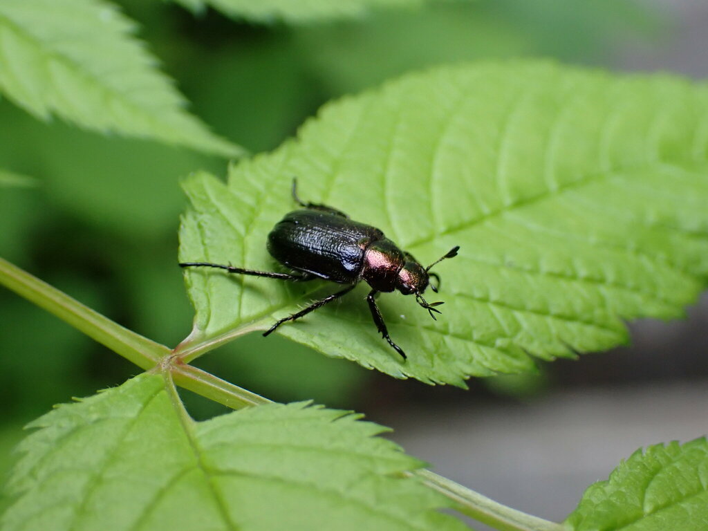 Phyllopertha intermixta