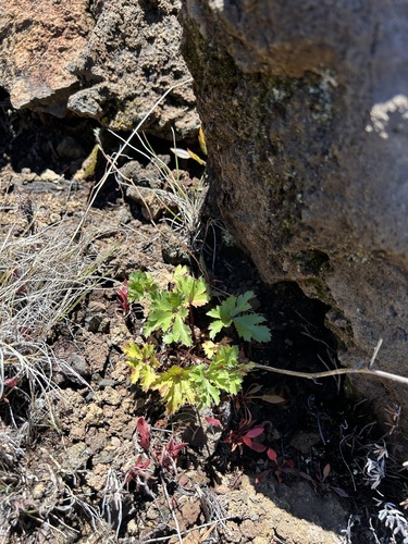 Sanicula sandwicensis observed 2024-08-26